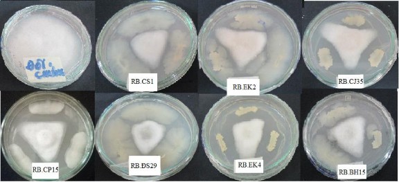 Hình 3 1 Khả năng kháng Phytophthora của một số chủng vi khuẩn sau 7 ngày Từ 269 2