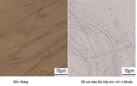 Hình 3 2 Tác động của vi khuẩn vùng rễ đến hệ sợi Phytophthora Trong điều 3