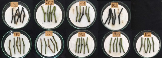 Hình 3 3 Chiều dài của đoạn thân hồ tiêu sau 4 ngày lây nhiễm Phytophthora Như 1