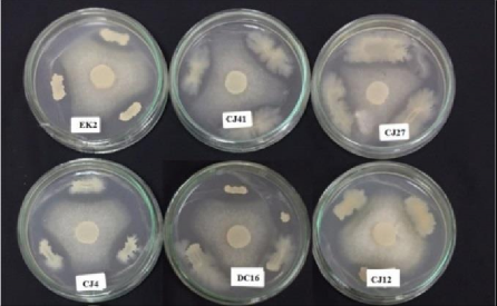 Hình 3 4 Khả năng đối kháng nấm bệnh Fusarium của 6 chủng vi khuẩn vùng rễ 2