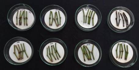 Hình 3 5 Khả năng kháng nấm Fusarium sp của 06 chủng vi khuẩn vùng rễ trên 3