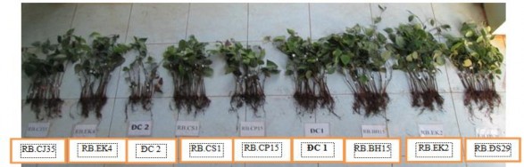 Hình 3 6 Chiều cao cây hồ tiêu sau 90 ngày lây nhiễm với nấm bệnh Từ các kết 1