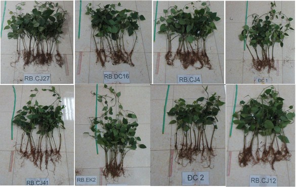 Hình 3 7 Chiều cao cây và chiều dài rễ của cây hồ tiêu vườn ươm Ghi chú 1 2