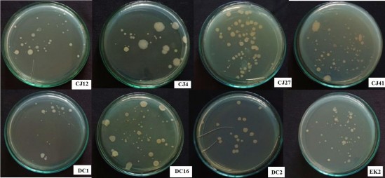Hình 3 8 Mật độ vi sinh vật tổng số trong đất hồ tiêu ở các nghiệm thức 3