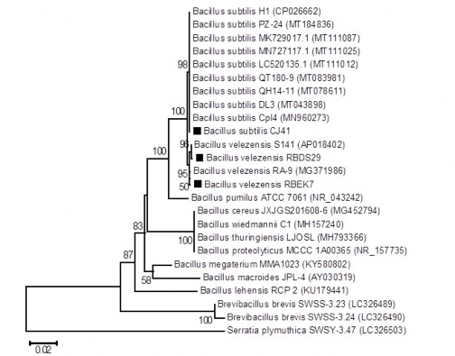 Hình 3 14 Cây phân loại thể hệ mối liên quan giữa chủng RB DS29 RB CJ41 và 5