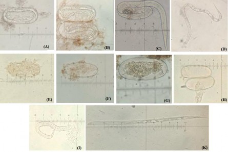 Hình 3 19 Tác động của enzyme ngoại bào của vi khuẩn vùng rễ đến quá trình 2