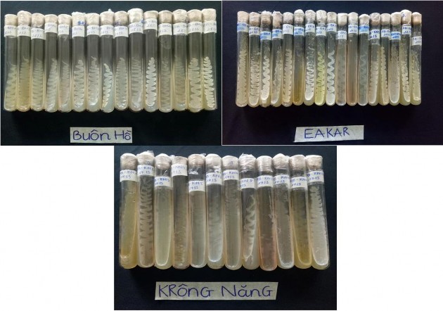 PHỤ LỤC 2 ĐỊNH DANH CÁC CHỦNG CÓ HOẠT TÍNH KHÁNG PHYTOPHTHORA FUSARIUM VÀ 2