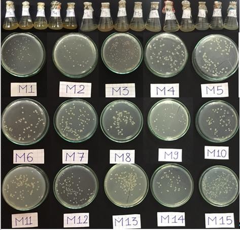 Hình 7 Ảnh hưởng của môi trường đến mật độ của chủng RB CJ41 Hình 8 10