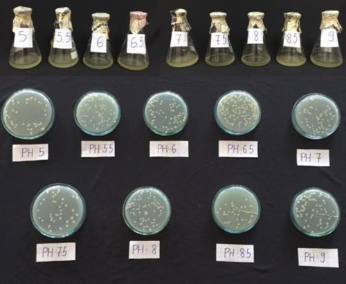 Hình 8 Ảnh hưởng của pH đến mật độ của chủng RB CJ41 Hình 9 Ảnh hưởng 11