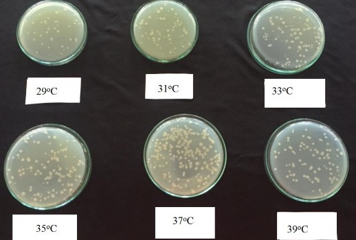 Hình 9 Ảnh hưởng của nhiệt độ đến mật độ của chủng RB CJ41 Hình 10 12