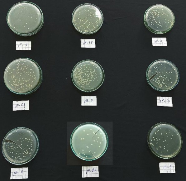 Hình 11 Ảnh hưởng của pH đến mật độ chủng RB EK7 12h 24h 36h Hình 12 Ảnh 14