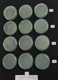 12h 24h 36h Hình 12 Ảnh hưởng của thời gian đến mật độ chủng RB EK7 Hình 13 15