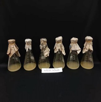 24h 36h Hình 12 Ảnh hưởng của thời gian đến mật độ chủng RB EK7 Hình 13 16