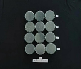 36h Hình 12 Ảnh hưởng của thời gian đến mật độ chủng RB EK7 Hình 13 Ảnh 17