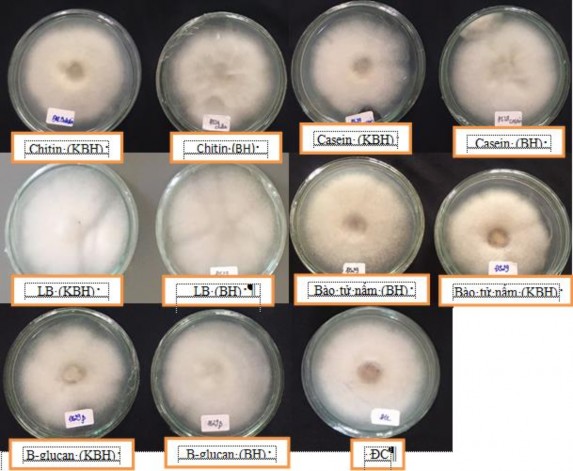 Hình 13 Ảnh hưởng của dịch nuôi cấy đến hoạt tính kháng Phytophthora Hình 14 19