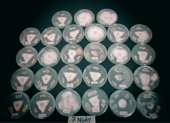 Hình 1 Hoạt tính kháng nấm Phyopthora của một số chủng vi khuẩn vùng rễ Hình 2