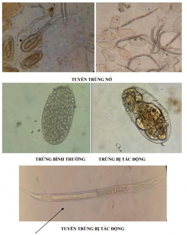 Hình 14 Tác động của các hợp chất đã phân tách đến trứng và tuyến trùng 20