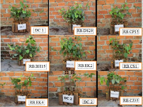 Hình 2 Các nghiệm thức sau 90 lây nhiễm bệnh Phytophthora trong điều kiện vườn 3