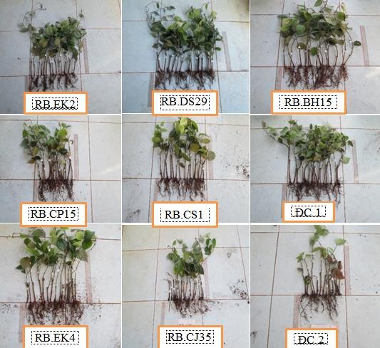 Hình 3 Chiều cao cây và chiều dài rễ tiêu ở các nghiệm thức sau 90 ngày lây 4