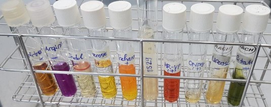 Hình 5 Ảnh hưởng của thời gian nhân giống và lên men đến mật độ chủng 5