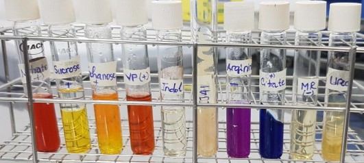 Hình 5 Ảnh hưởng của thời gian nhân giống và lên men đến mật độ chủng 6