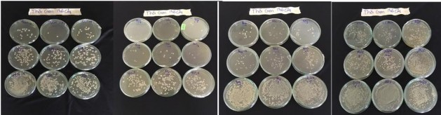 Hình 5 Ảnh hưởng của thời gian nhân giống và lên men đến mật độ chủng 8