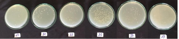 Hình 6 Ảnh hưởng của nhiệt độ đến mật độ chủng RB DS29 Hình 7 Ảnh 9