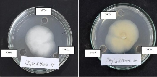 Hình 15 Hoạt tính kháng Phytophthora của các hợp chất VK01 VK04 và VK05 sau 3 ngày 1