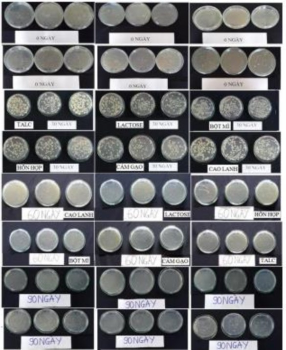 Hình 25 Mật độ vi khuẩn trong chế phẩm vi khuẩn vùng rễ RB CJ41 Hình 26 Hoạt 16