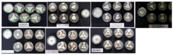 Hình 26 Hoạt tính kháng nấm của chế phẩm chứa vi khuẩn RB CJ41 17