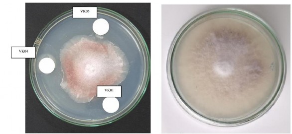 Hình 16 Hoạt tính kháng nấm Fusarium của các hợp chất VK01 VK04 và VK05 sau 7 2