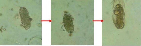 Hình 21 Trứng tuyến trùng bị tác động bởi hợp chất tinh khiết Hình 22 Hệ 7