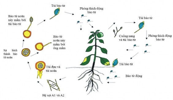Hình 1 1 Vòng đời của Phytophthora capsici 41 Vòng đời của Phytophthora Vòng 1