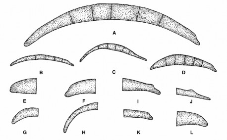 Hình 1 3 Bào tử đính lớn 57 A D Hình dạng bào tử đính lớn A Bào tử 2