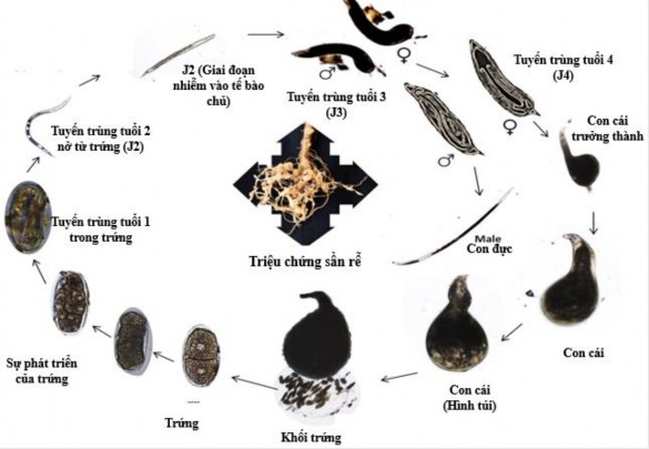 Hình 1 5 Chu kỳ sống của tuyến trùng sần rễ 67 Vòng đời của tuyến trùng 4