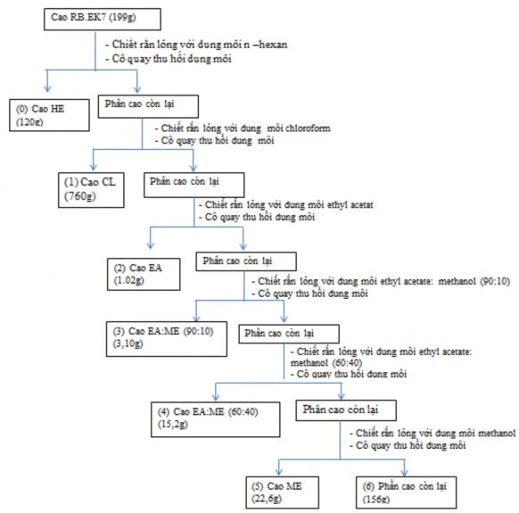 Hình 2 2 Quy trình điều chế cao chiết Chủng RB EK7 có hoạt tính kháng tuyến 3