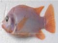 Ảnh hưởng của thức ăn và khẩu phần ăn lên các chỉ tiêu tăng trưởng và tỷ lệ sống của cá rô phi đỏ Oreochromis sp. giai đoạn bột lên giống - 2