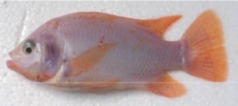Hình 2 1 Hình thái bên ngoài của cá rô phi đỏ Oreochromis sp 2 1 3 Môi trường 1