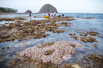 Hình 3 3 Cảnh quan khu vực Hòn Yến khi thủy triều rút ảnh Nguyễn Hữu Xuân 4