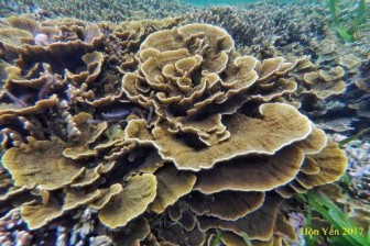 Hình 3 3 Cảnh quan khu vực Hòn Yến khi thủy triều rút ảnh Nguyễn Hữu Xuân 5