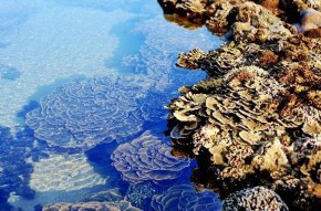 Động vật Hệ động vật rừng Phú Yên khá phong phú có 43 họ chim với 114 1