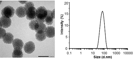 Hình 3 20 Ảnh TEM của vật liệu PNS CS PEG và sơ đồ phân bố kích thước hạt 4