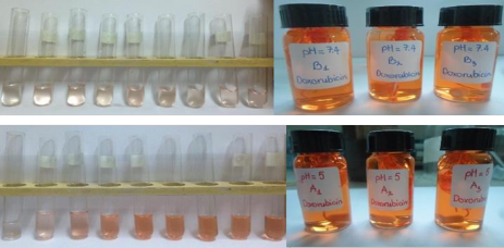 Hình 3 30 Quá trình giải phóng DOX của hệ PNS GPTMS hydrazine ở pH 4 5 và pH 7 4 8