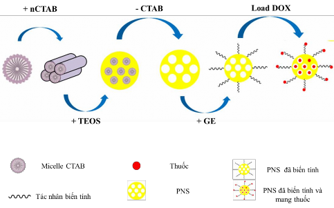 Hình 1 1 Mô tả quá trình hình thành nano silica xốp biến tính và mang thuốc 1 2 4