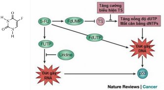 Hình 1 9 Công thức hóa học của Fluorouracil 5 FU và cơ chế tiêu diệt tế bào 11