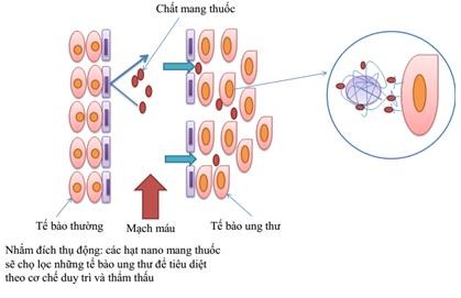 Hình 1 11 Nhắm mục tiêu thụ động 46 1 5 2 Cơ chế mang thuốc hướng đích 2