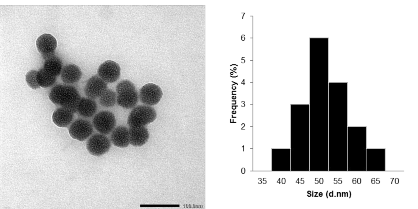Hình 3 4 Ảnh TEM và phân bố kích thước hạt của nanosilica xốp PNS 3 1 3 Kết 4