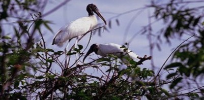 SÂN CHIM NGỌC HIỂN – CÀ MAU Vùng đồng bằng sông Cửu Long là những nơi có 1