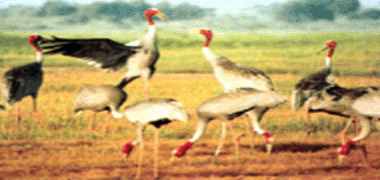 Sếu đầu đỏ Tràm Chim Tam Nông Đồng Tháp 5 2 Khu du lịch sinh thái Côn Đảo 1