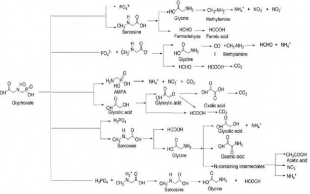 Hình 3 13 Con đường phân hủy glyphosate bằng một số quá trình AOP 129 154 Có 1